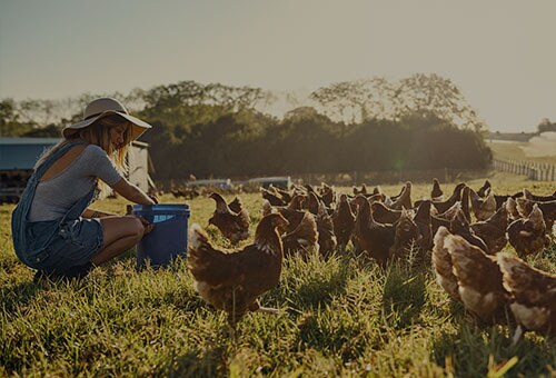 Compassion in World Farming International
